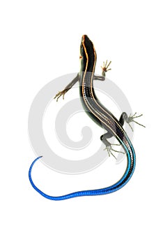 Blue tail skink lizard