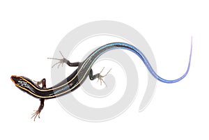 Blue tail skink lizard