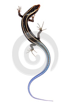 Blue tail skink lizard