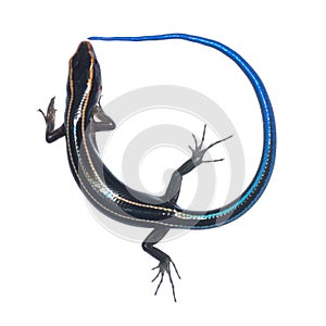 Blue tail skink lizard