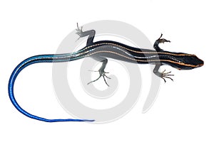 Blue tail skink lizard