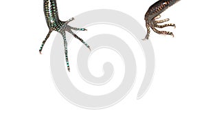 Blue tail skink lizard claw