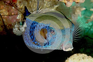 Blue tail trunck fish in the clear reef waters of the red sea