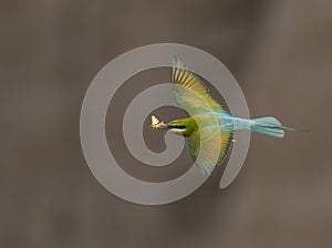 The Blue tailed bee eater