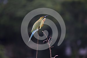 A Blue-tailed Bee-eater