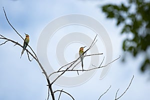 Blue - tailed Bee - eater