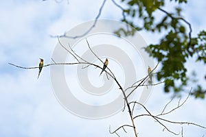 Blue - tailed Bee - eater