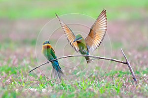 Blue-tailed bee-eater