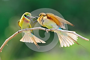Blue-Tailed Bee Eater