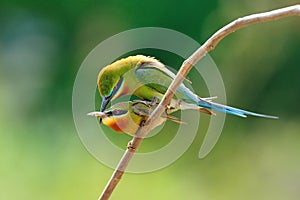 Blue-Tailed Bee Eater