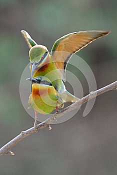 Blue-Tailed Bee Eater