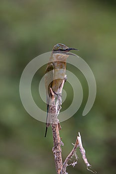 Blue-tailed bee-eater