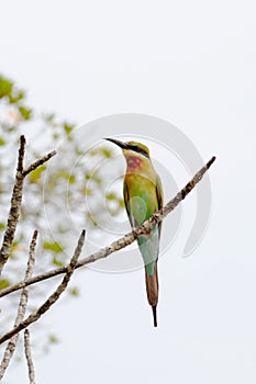 Blue-Tailed Bee-eater