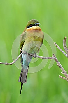 Blue Tailed Bee Eater.