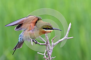 Blue Tailed Bee Eater