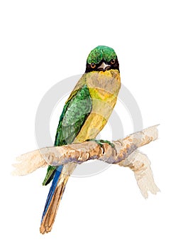 Blue-tailed bee-eater