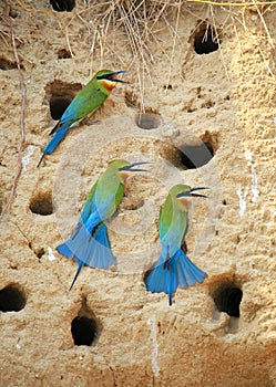 Blue Tailed Bee Eater