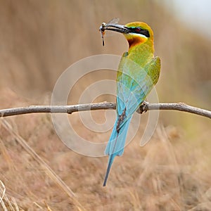 Blue-tailed Bee-eater