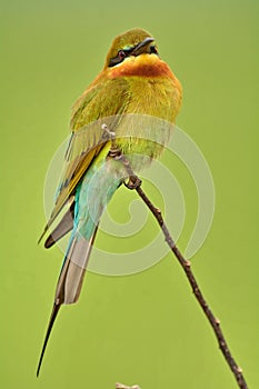 Blue-tailed Bee-eater.