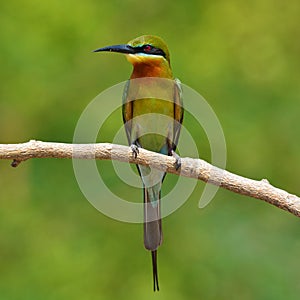 Blue tailed Bee eater