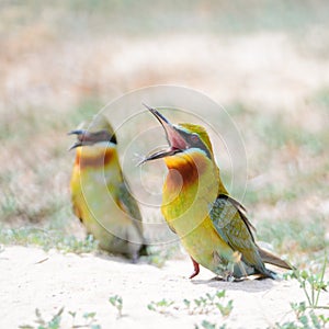 Blue-tailed Bee-eater