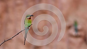 Blue Tailed Bee Eater