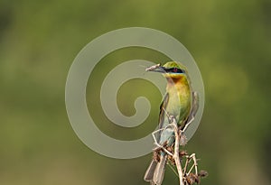 Blue Tailed bee eater with bee catch