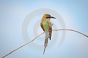 Blue-tailed bee-eater, bird
