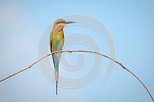 Blue-tailed bee-eater, bird