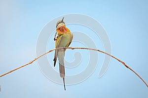 Blue-tailed bee-eater, bird