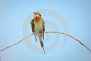 Blue-tailed bee-eater, bird