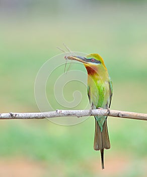 Blue tailed Bee eater bird