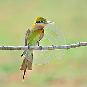 Blue Tailed Bee Eater bird