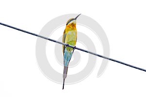 Blue-tailed bee-eater bird,Merops philippinus(Linnaeus,1766)