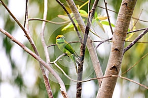 Blue-tailed bee-eater bird,Merops philippinus(Linnaeus,1766)