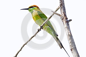 Blue-tailed bee-eater bird,Merops philippinus(Linnaeus,1766)