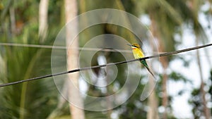 Blue-tailed bee-eater bird perched in a telephone cable