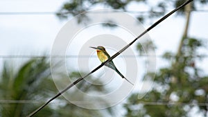 Blue-tailed bee-eater bird perched in a telephone cable