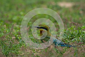 Blue-tailed Bee-eater bird on sand ground