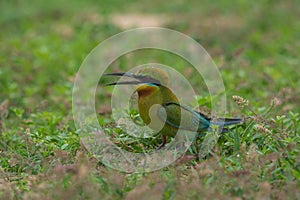 Blue-tailed Bee-eater bird on sand ground