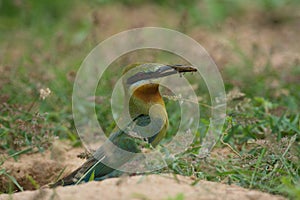 Blue-tailed Bee-eater bird on sand ground