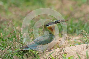 Blue-tailed Bee-eater bird on sand ground