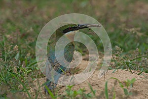 Blue-tailed Bee-eater bird on sand ground