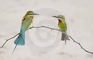 Blue tailed bee eater