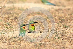 Blue-tailed Bee-eater
