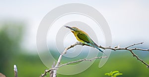 Blue-tailed bee-eater with a catch perches on a twig, and feeds on a bee, a small bee between its sharp beaks