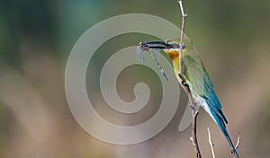 Blue Tailed bee eater with Dragonfly catch