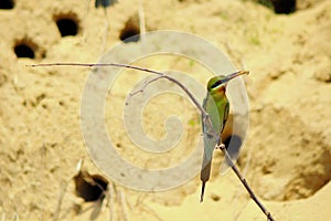 Blue tailed bee eater