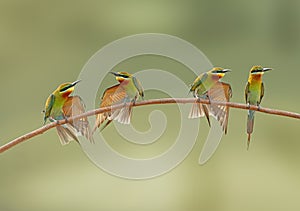 Blue Tailed Bee Eater family.