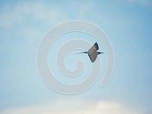 Blue tailed bee eater in flight